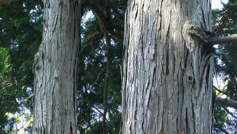 Nahaufnahme-Der-Doppelten-Stämme-Eines-Hinoki-Baums