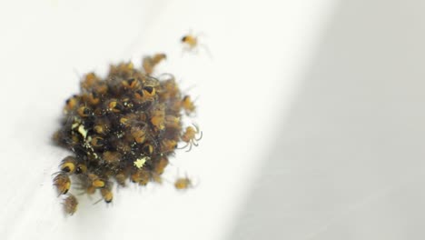 Ball-Of-Yellow-And-Black-Garden-Spiders-Spiderlings---Closeup-Shot