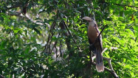 Austen's-Brown-Hornbill,-Anorrhinus-austeni,-Khao-Yai-National-Park