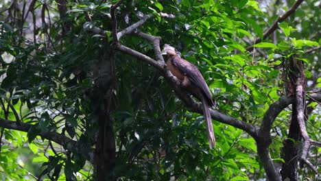 Austen's-Brown-Hornbill,-Anorrhinus-austeni,-Khao-Yai-National-Park