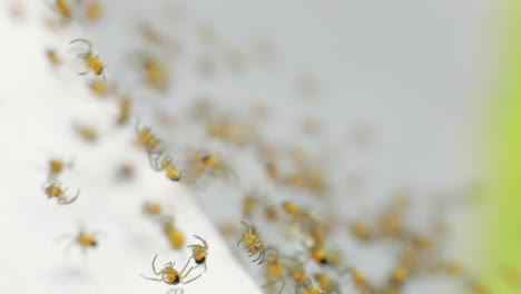 Swarm-Of-Baby-Yellow-Garden-Spiders-Weaving-Spider-Web---Selective-Focus