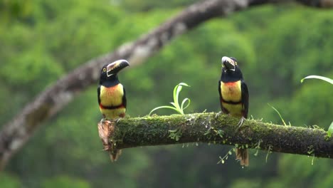 Zwei-Süße-Aracari-Vögel-Mit-Kastanienohren,-Die-Auf-Einem-Ast-Ruhen
