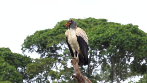 A-majestic-king-vulture-bird-