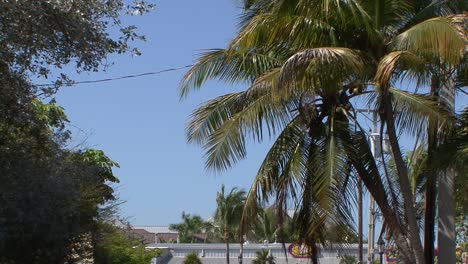 Palm-trees-in-Key-West,-Florida,-USA