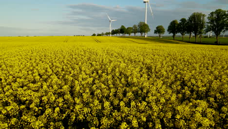 Rapeseed-fields-near-windmill-farm-in-Lebcz-village-in-Puck-district-Poland