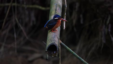Blauohr-Eisvogel,-Alcedo-Meninting,-Kaeng-Krachan-Nationalpark,-Thailand