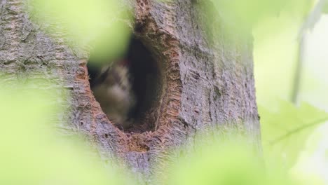Gran-Pájaro-Carpintero-Manchado-Alimentando-A-Su-Pollito-Recién-Nacido-En-El-Parque-Nacional-Veluwe