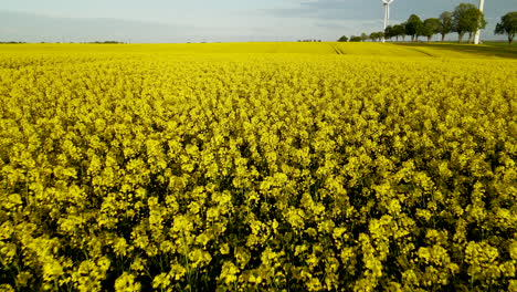 Yellow-canola-oil-flowers-in-serene-field,-aerial,-Poland