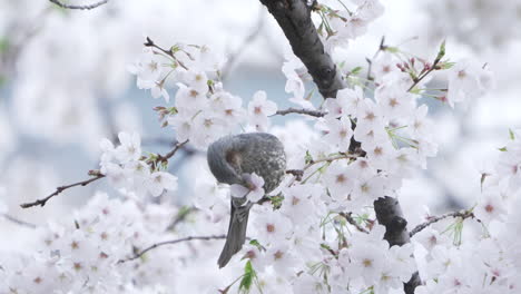 Brown-eared-Bulbul-Drinking-Nectar-From-The-Sakura-Flowers-In-A-Park-In-Tokyo,-Japan---close-up-shot