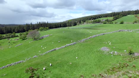Flying-over-sheep-in-Wicklow,-Ireland
