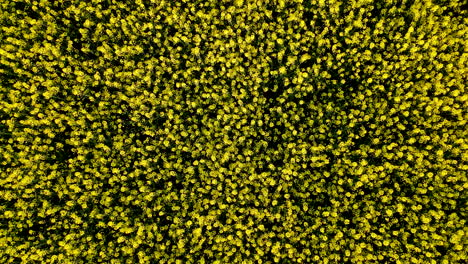 Gelbe-Rapsölblumen-Im-Frühjahr-Von-Oben-Gesehen,-Von-Oben-Nach-Unten-Aus-Der-Luft
