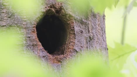Woodpecker-bird-peeping-out-of-tree-hole-with-blurry-leaves-in-the-foreground