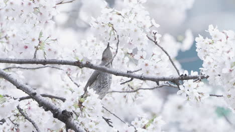 Bird-Drinking-Nectar-From-Cherry-Blossom-Trees-In-Spring---close-up-shot