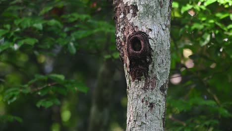 Kragenkauz,-Taenioptynx-Brodiei,-Kaeng-Krachan-Nationalpark,-Thailand