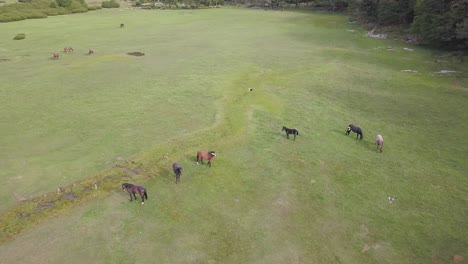 Aerial-birds-eye-shot-showing-herd-of-horses-grazing-on-meadow-and-flying-birds-during-sunny-day-in-nature