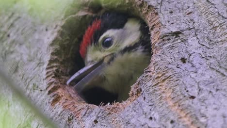 Closeup-of-woodpecker-chick-baby-looking-for-food-pops-head-out-of-nest-when-mother-arrives,-static,-day