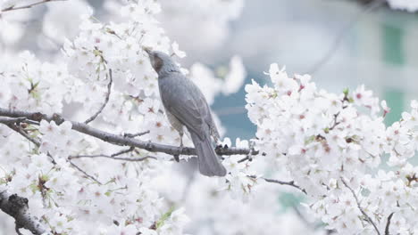 Brown-eared-Bulbul-Sucking-Nectar-From-Sakura-Flowers-In-Tokyo,-Japan---close-up