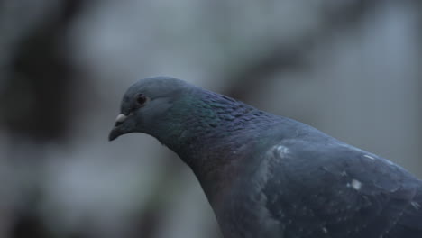 Close-Up-Shot-Of-A-Walking-Pigeon-In-Tokyo,-Japan---slow-motion