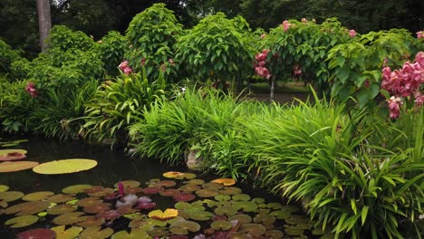Large-fresh-and-fertile-fish-pond-with-water-lilies-and-flowers-on-the-surface-in-a-beautiful-Thai-garden