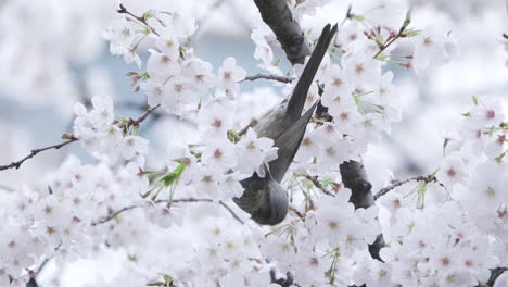 Bulbul-De-Orejas-Marrones-Posado-En-La-Rama-De-Un-árbol-De-Sakura-Mientras-Se-Alimenta-En-Tokio,-Japón