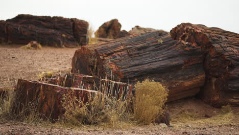 Giant-wood-log-with-vegetation-at-Petrified-Forest-National-Park-in-Arizona,-static-shot