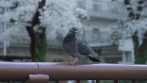 Blick-Auf-Eine-Taube-Auf-Dem-Zaun-In-Einem-Park-In-Tokio,-Japan---Nahaufnahme