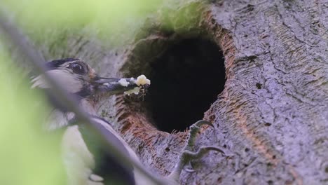 BIRDS---Great-spotted-woodpecker-male-feeds-young-in-nest-hole-in-tree,-close-up