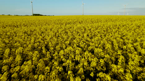 Aerial-view-of-Endless-yellow-canola-meadow-in-blossom-and-windmills-for-electric-power-production-on-sky-background-in-Europe