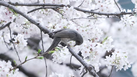 Brown-Eared-Bulbul-Feeding-From-The-White-Flowers-Of-A-Cherry-Tree-In-Tokyo,-Japan