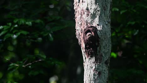 Collared-Pygmy-Owl,-Taenioptynx-brodiei,-Kaeng-Krachan-National-Park,-Thailand