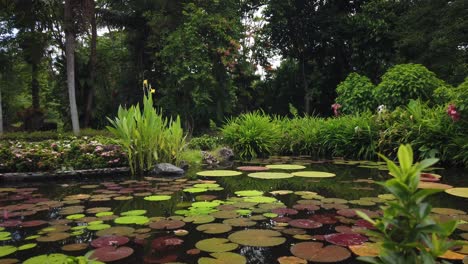 Large-fresh-and-fertile-fish-pond-with-water-lilies-and-flowers-on-the-surface-in-a-beautiful-Thai-garden