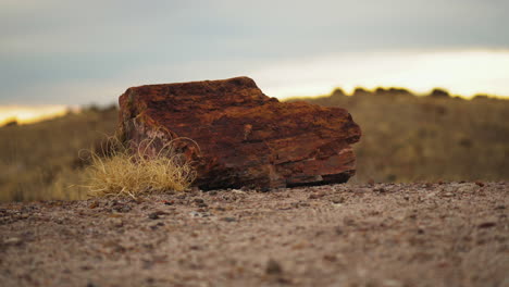 Riesiger-Holzstamm-Im-Petrified-Forest-Nationalpark-In-Arizona