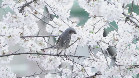 Brown-Eared-Bulbul-Feeding-From-Blossoming-White-Flowers-Of-Sakura-During-Spring-In-Tokyo,-Japan