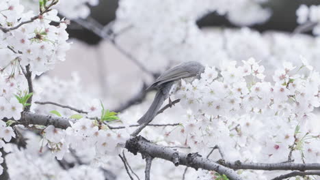 Brown-eared-Bulbul-Peking-And-Eating-Nectar-Of-Flower-Of-Cherry-Blossom-Tree-In-Tokyo,-Japan