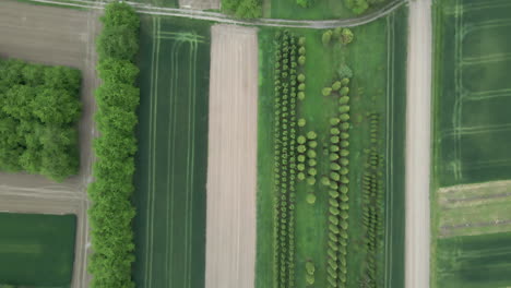 Different-agricultural-fields-and-trees-from-above