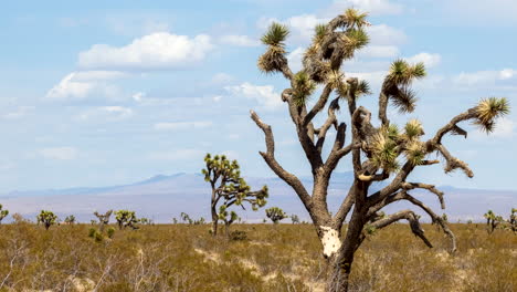 Mojave-Wüste-Zeitraffer-Mit-Einem-Joshua-Tree-Im-Vordergrund-Und-Der-Trockenen-Berglandschaft-Im-Hintergrund-Und-Cumulus-Wolkenlandschaft-Darüber