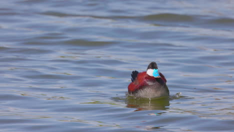 An-adult-male-ruddy-duck-shakes-and-splashes-in-a-pond---slow-motion