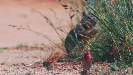 A-brilliantly-red-adult-male-house-finch-foraging-grass-seeds-in-the-desert-with-a-squirrel-in-the-background
