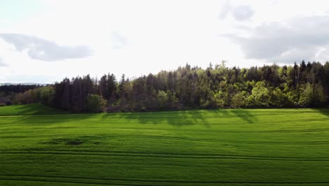 Luftaufnahme-Eines-Grünen-Weizenfeldes-Im-Frühjahr-Mit-Kleinem-Wald-Im-Hintergrund