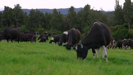 Cows-calmly-grazing-fresh-green-grass-producing-milk-for-humans,-ranch