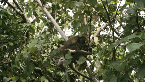 Madre-Y-Macaco-Infantil-Comiendo-Coco-En-Un-árbol-En-Pulau-Ubin,-Singapur
