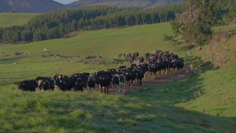 Long-row-of-cows-using-dirt-road-moving-to-fresh-green-pasture,-cattle