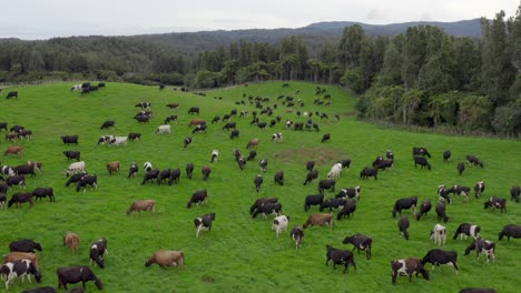 Variety-of-cows-grazing-on-fresh-green-grass-in-large-herd,-New-Zealand