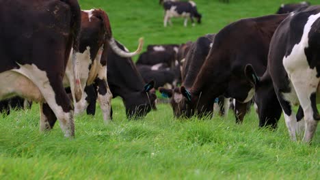 Holstein-cows-eating-lush-grass-in-green-pasture-outdoors,-low-angle