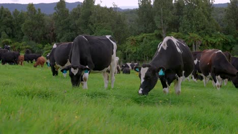 Große-Herde-Von-Kühen,-Die-Auf-Grüner-Wiese-Weiden,-Mit-Einheimischem-Busch-Im-Hintergrund