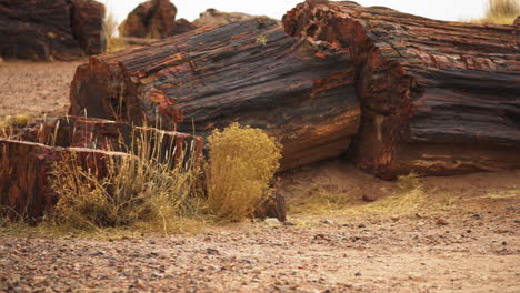 Wood-log-with-vegetation-at-Petrified-Forest-National-Park-in-Arizona,-panning-shot