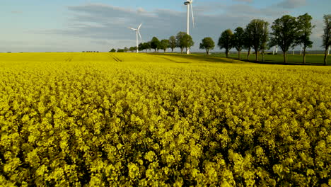 Two-wind-turbines-spinning-in-sunny-field-of-golden-yellow-flowers-in-Lebcz-Poland