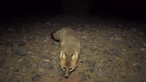 Reveal-Desert-Fox-Standing-In-Front-of-Camera,-Evening,-Dolly-Right
