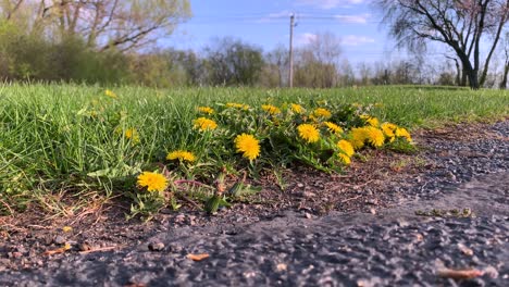 Close-up-of-dandelions-on-the-edge-of-a-walkway-on-a-sunny-day
