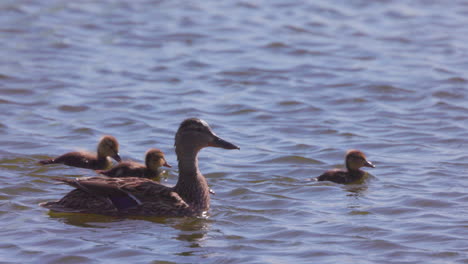 Mother-mallard-duck-with-some-ducklings-swimming-on-the-lake---slow-motion